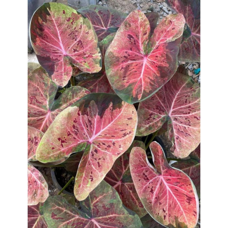caladium nakhonchum Thailand series