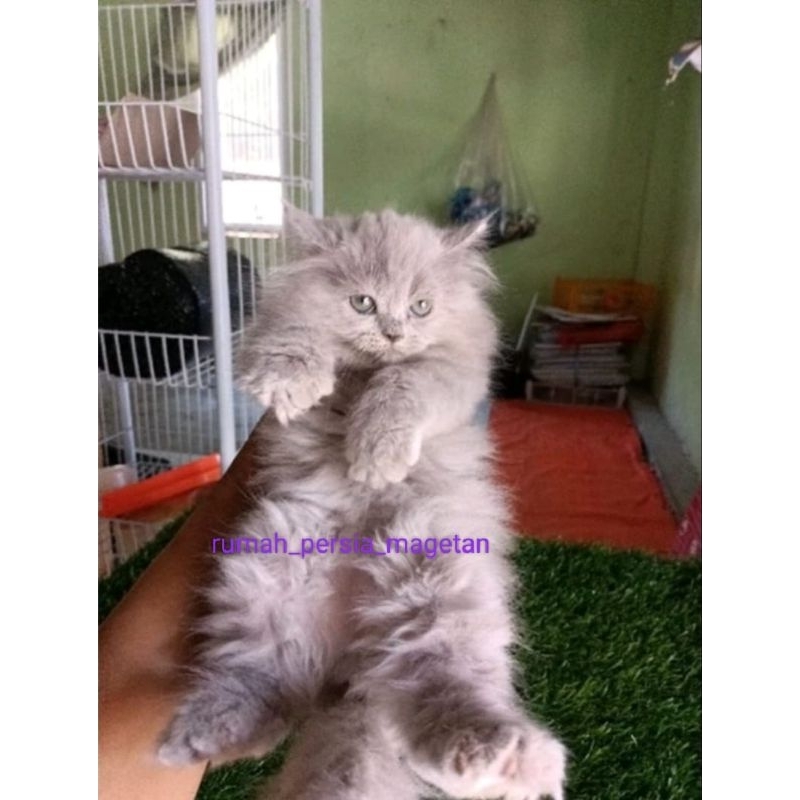 kucing Persia Himalaya ragdol