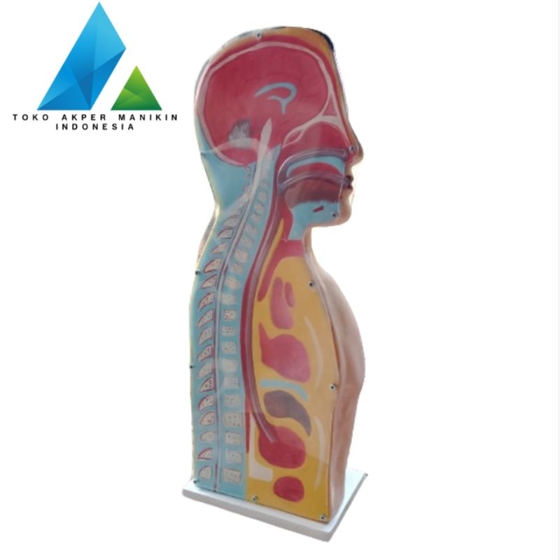 NASOGASTRIC TUBE | MANIKIN NGT | ALAT PERAGA | ALAT PENDIDIKAN | KEDOKTERAN | PHANTOM/MANEKIN NGT