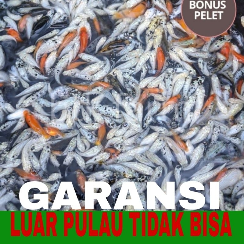 Molly Thailand isi 50 bergaransi