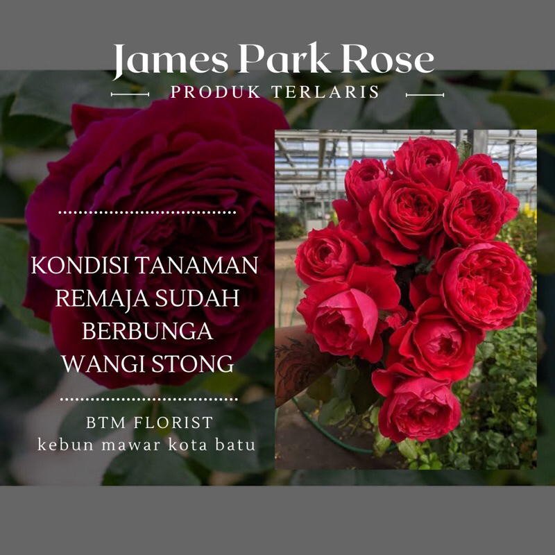 Mawar Import Rose JAMES PARK ROSE