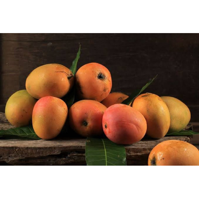 Bibit Mangga Chokanan 1meter (BERBUNGA)