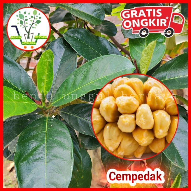 Bibit Cempedak