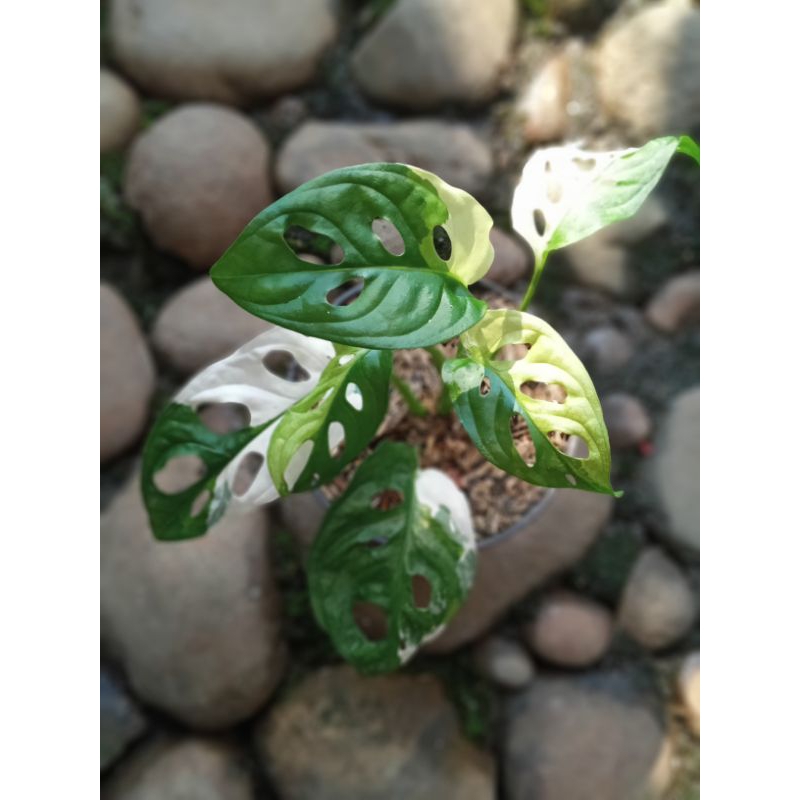 janbol jepang varigata