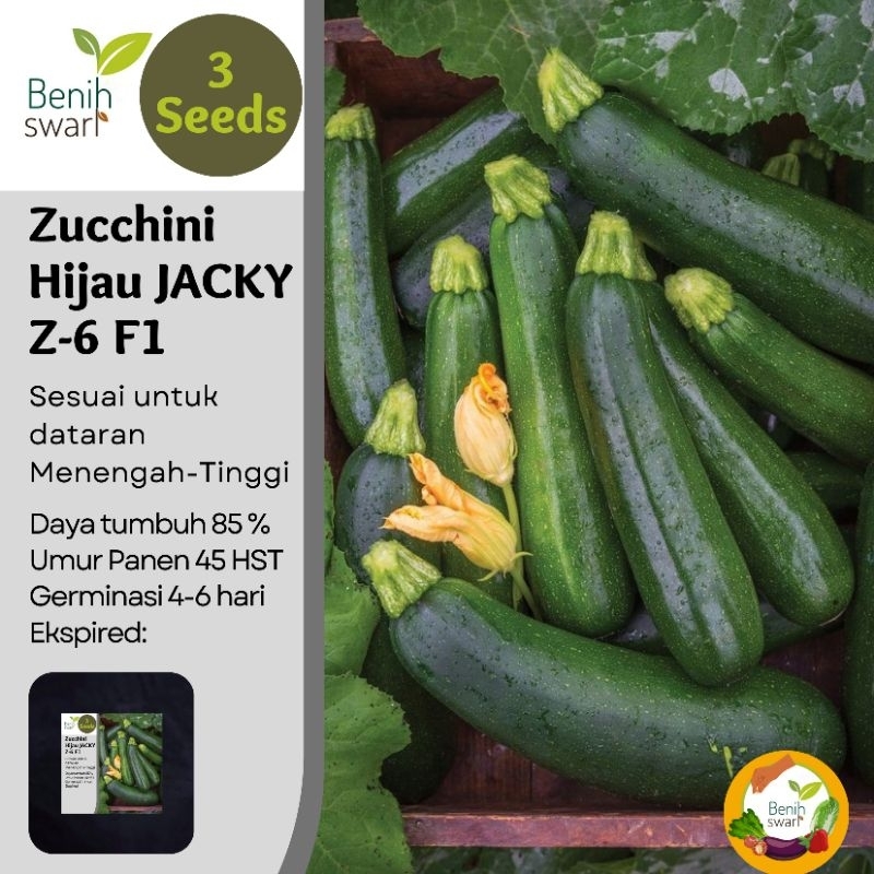Benih Swari: (isi 3 butir) Benih Zucchini Hijau JACKY Z-6 F1