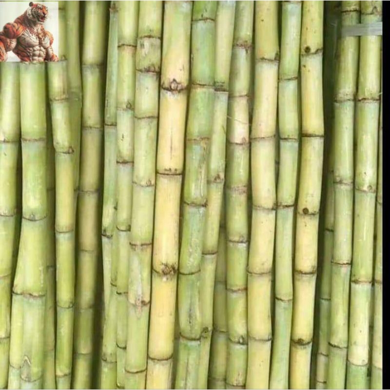 

Tebu hijau Konsumsi dan bibit (paket 5 potong)