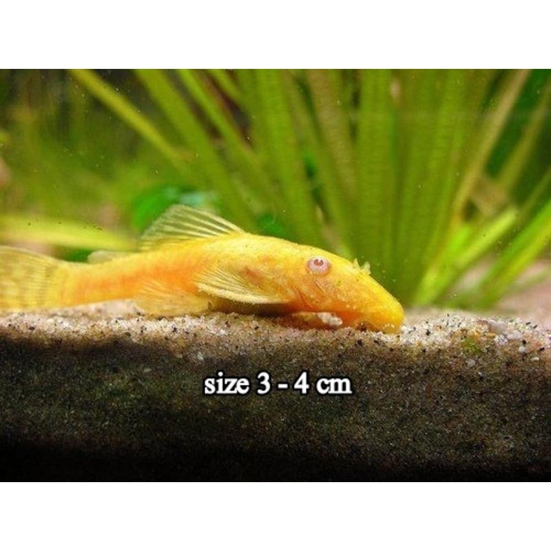 Brushmouth Albino / Pleco L144 3-4 Cm