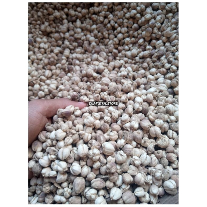 

Kapulaga Jawa 100 Gram/Kapulaga lokal/Cardamon