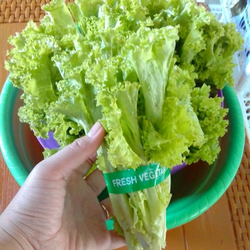 

Selada Bokor Salada Bokor per 100 gr
