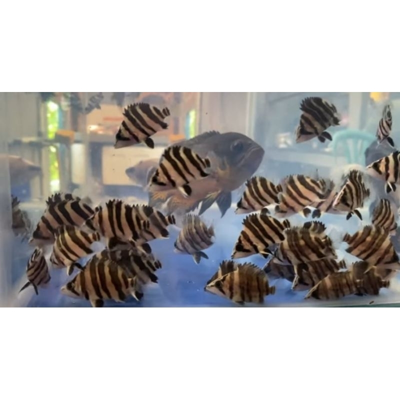 Datz Tiger Fish Grade B