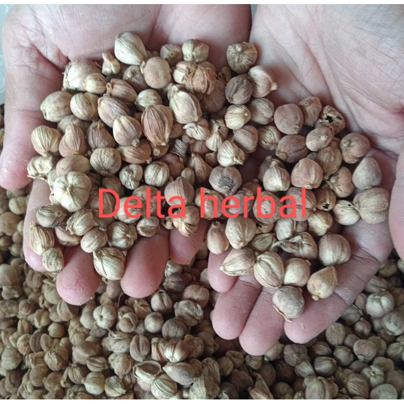 

Kapolaga kering jemur matahari