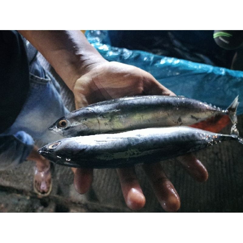 

ikan tongkol segar dan fress