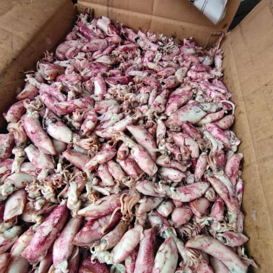 

Terlaris Baby Cumi Asin sedang 250 g / 500 g / 1kg siap masak