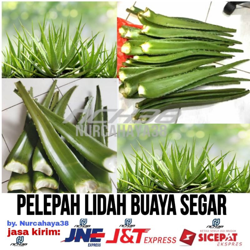 Pelepah Lidah Buaya | Aloevera | Pelepah Daun Aloevera , Lidah Buaya