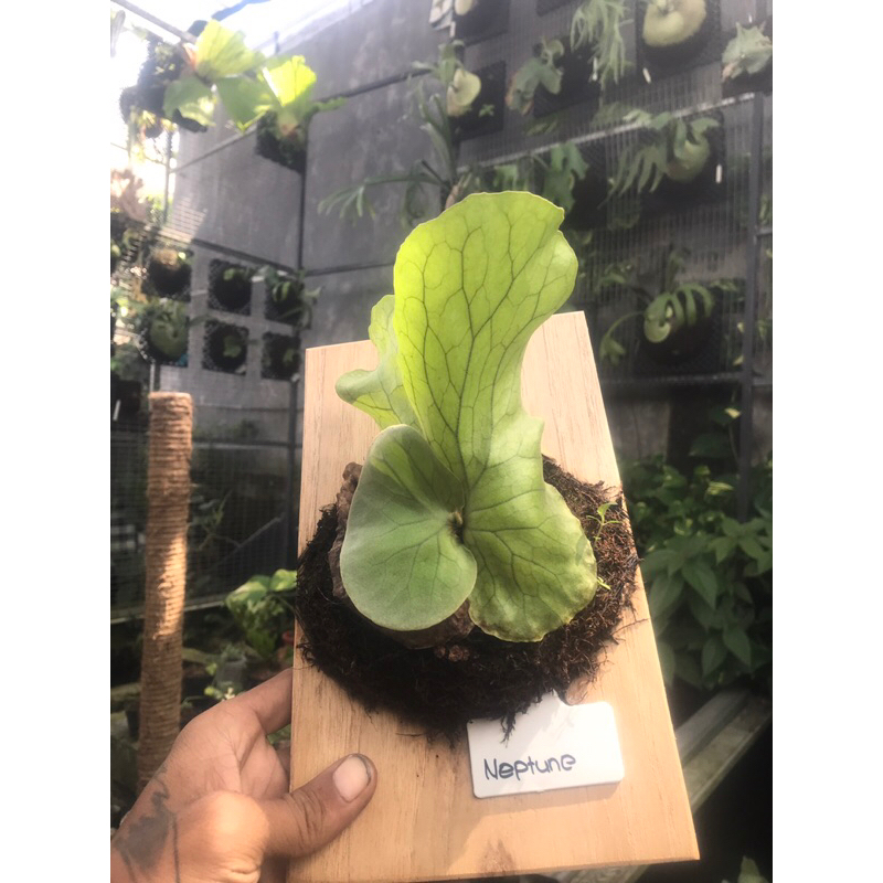 platycerium neptune papan 15 x25cm