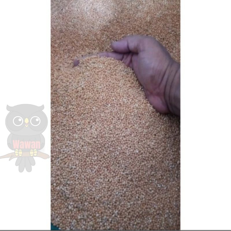 milet kuning / miled kuning / yellow milled (1kg) / pakan lovebird / pakan kutu / pakan derkuku / pa