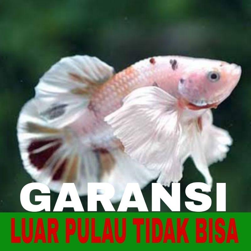 cupang plakat isi 10 big ear Bonus pakan