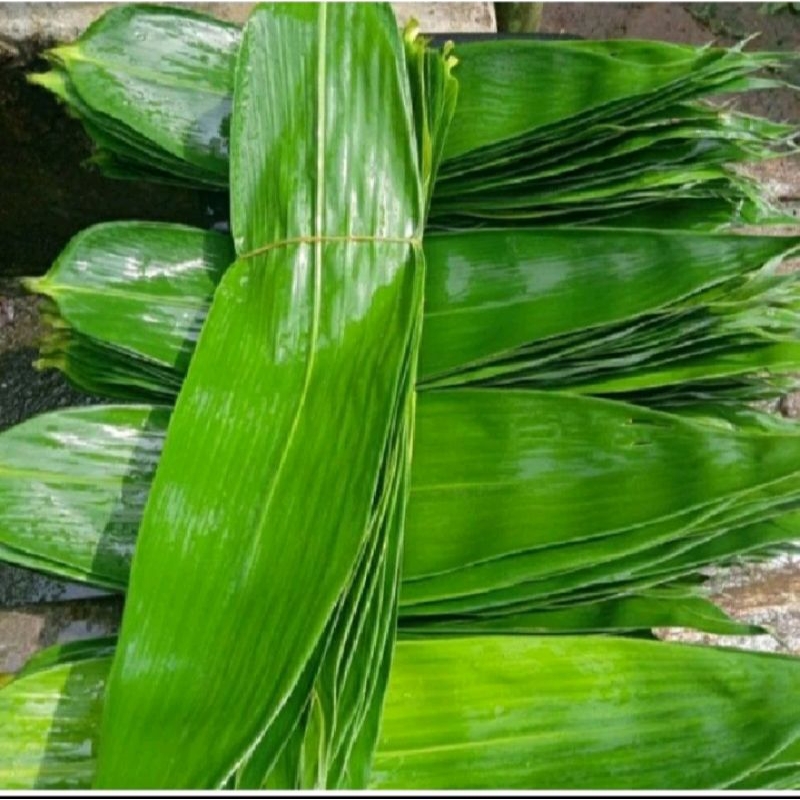 

100 biji daun bambu segar buat bungkus bacang/bakcang