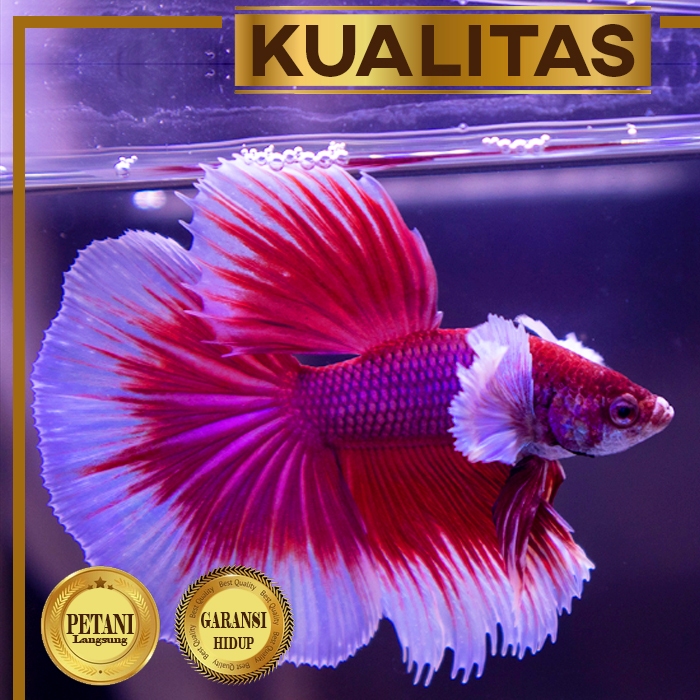 Cupang Halfmoon Lavender Big Ear Ikan Hias Aquascape Hiasan Aquarium Tanaman Air