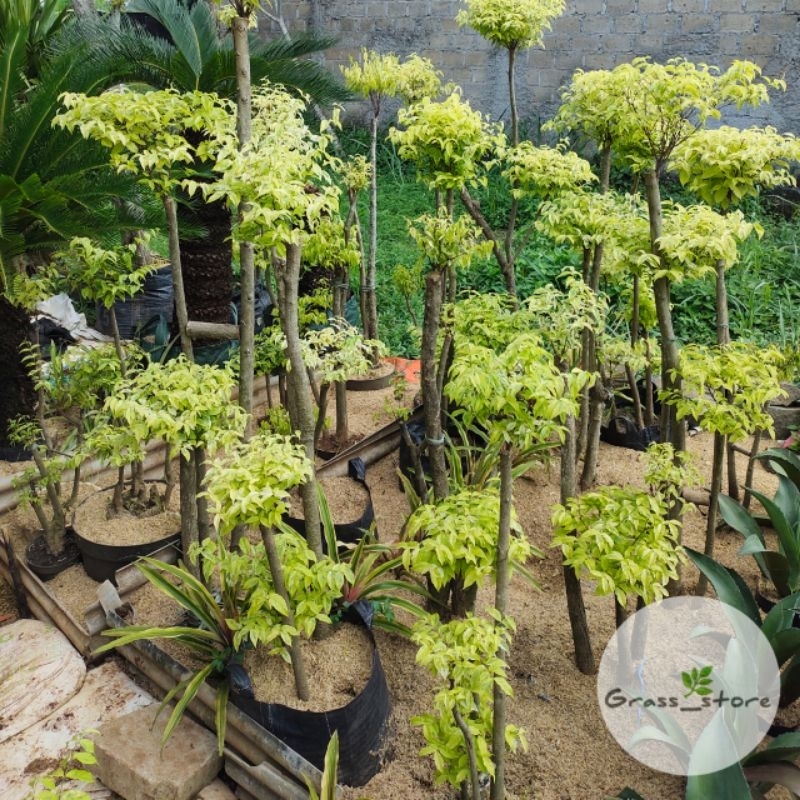 Tanaman Hias Anting Putri / Bonsai Anting Putri / Tanaman Bonsai Anting Putri / Tanaman Outdoor