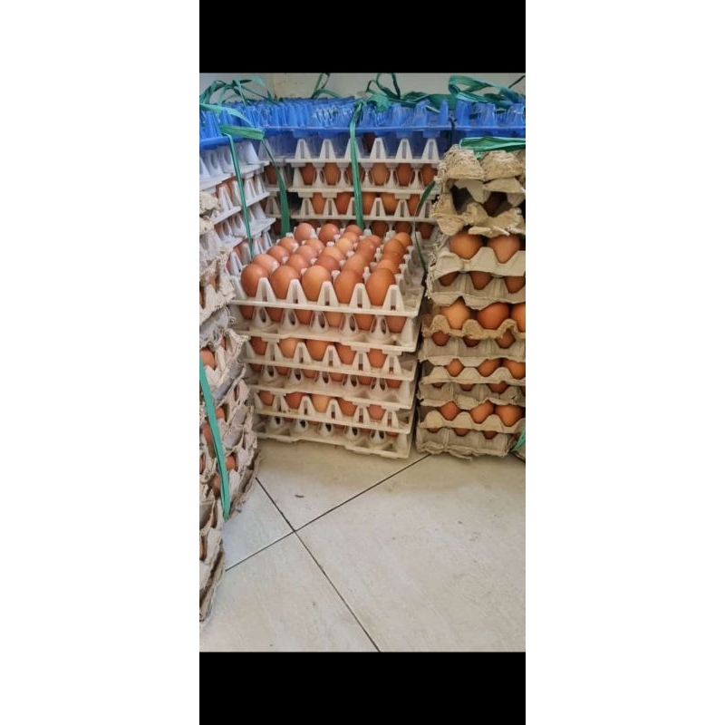 

Telur Ayam Negri Fresh