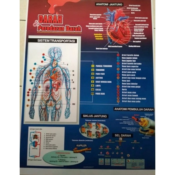 

KODE V96E Gambar sistem peredaran darah manusia