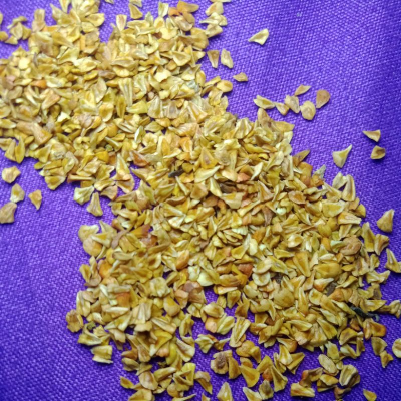 bibit santigi karang 90% berkecambah 500 biji