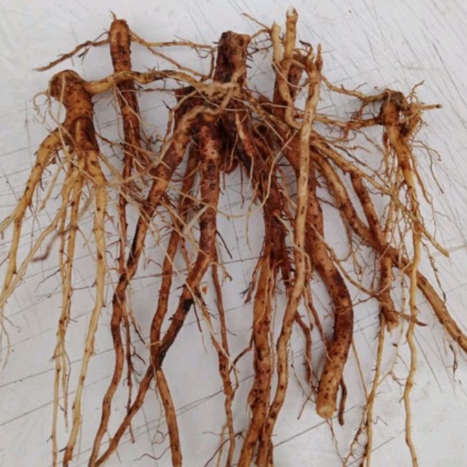 

Akar Pulutan pungpurutan segar 250 Gram