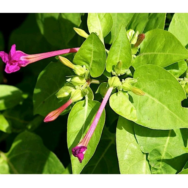 

Daun pukul empat atau daun pupur cina per 500 gram