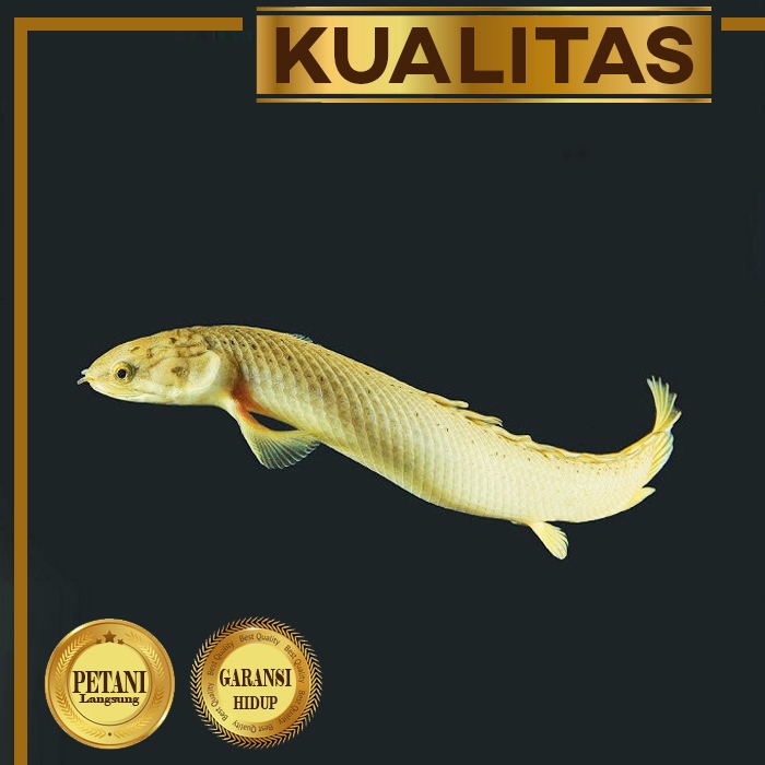 Palmas Golden Senegalus Ikan Hias Predator "Naga Mas" Hiasan Aquarium
