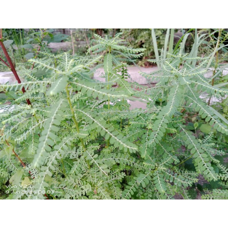 

meniran segar isi 1/4kg (250gram)