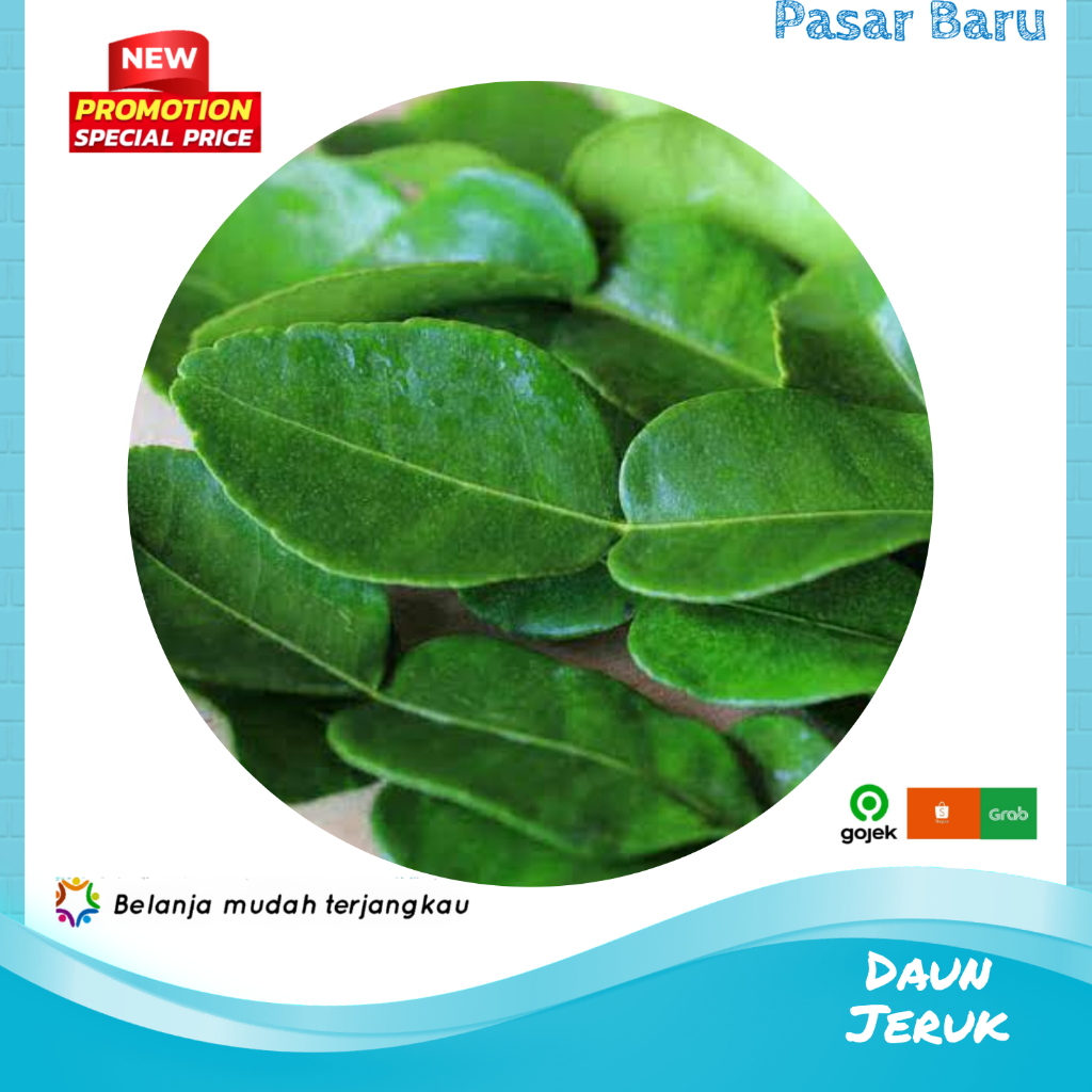 

Daun Jeruk • Murah | Pasar Baru Makassar