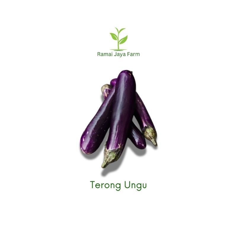 

Terong Ungu Fresh