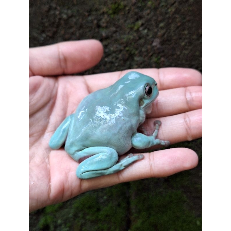 Mainan Blue Dumpy Frog Size Gede