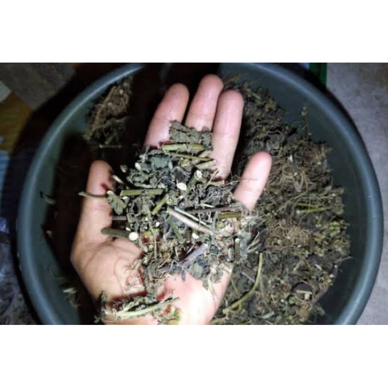 

Daun bandotan kering organik 250 gram-az