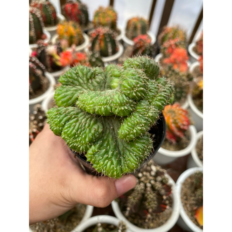 GYMNO OCHOTERENAE / GYMNOCALYCIUM OCHOTERENAE / KAKTUS IMPORT / BIBIT KAKTUS