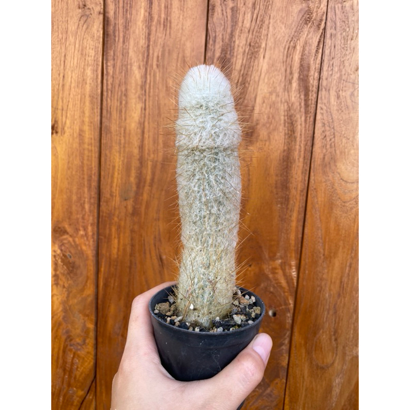 KAKTUS OLDMAN / KAKTUS OLD MAN / BIBIT KAKTUS / KAKTUS IMPORT / KAKTUS BULU