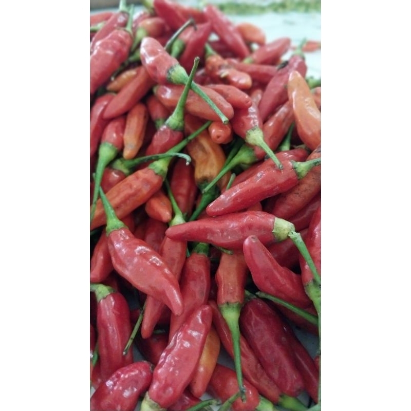 

cabai rawit merah / cabe mercon