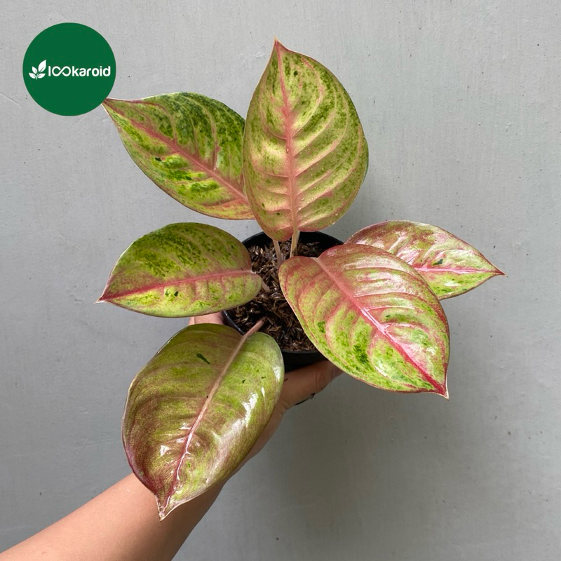 Tanaman Hias Aglonema Rengganis / Aglaonema Aglo Rengganis Tanian Lokal