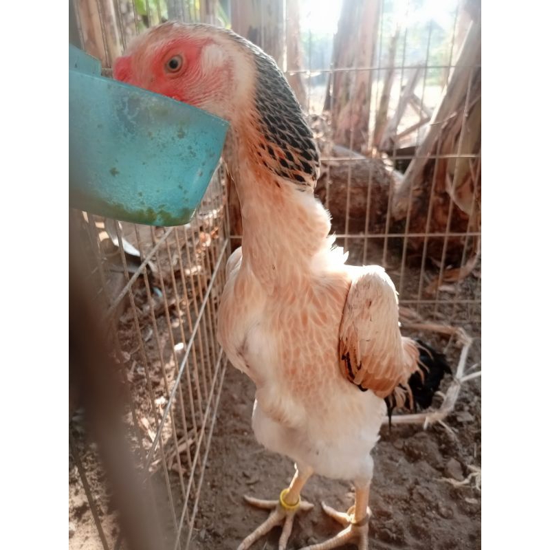 Ayam Shamo threecolours