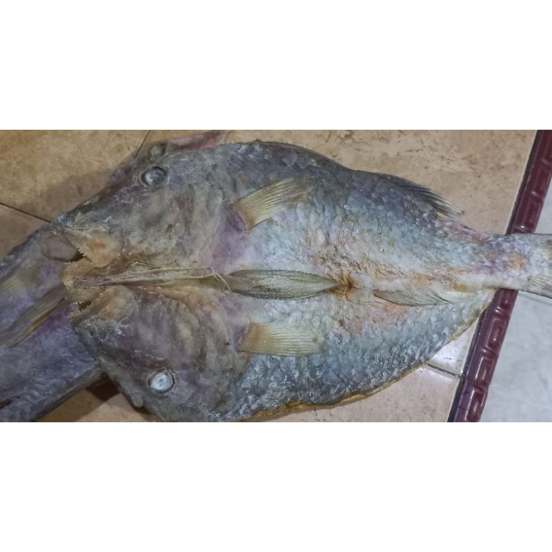 

Ikan Asin Laut Flores ( Karapu, Ikan Batu )