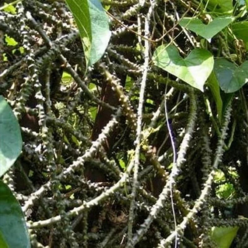 

Brotowali Segar Fresh