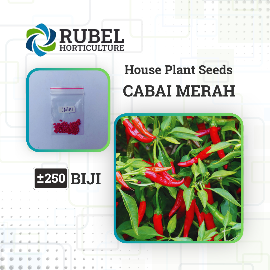 

Benih Cabai Rawit +-250 Biji Unggul - RUBEL HORTICULTURE