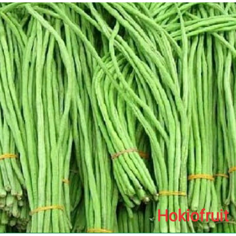 

Kacang Panjang/hokkysayur19