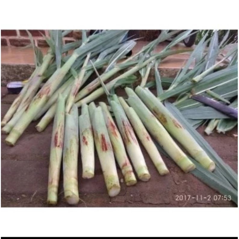 

Ready Stok Terubuk Atau Telur Tebu 500gram