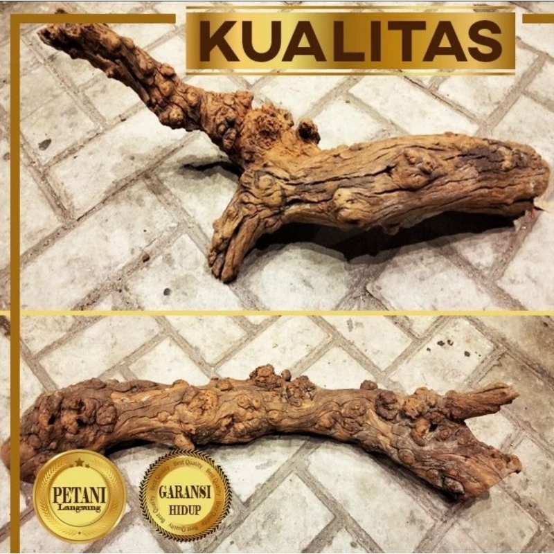 Kayu Santigi Planet XL Hiasan Aquarium Aquascape Ikan Hias Tanaman Air