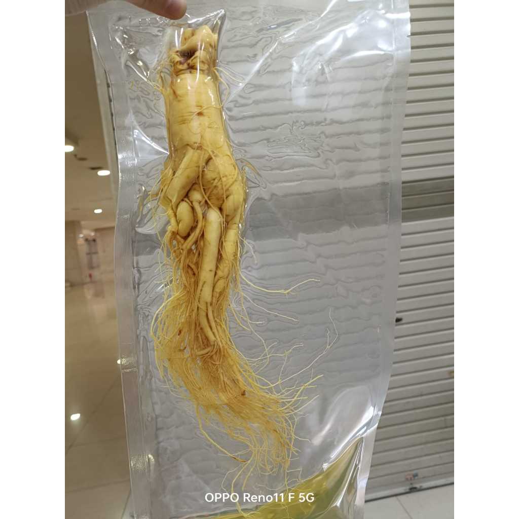 

FRESH GINSENG / GINSENG BASAH / GINSENG SEGAR JUMBO 340-360gr