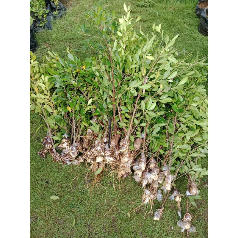 Bibit Kimeng 50-60cm cangkokan isi 20+2batang