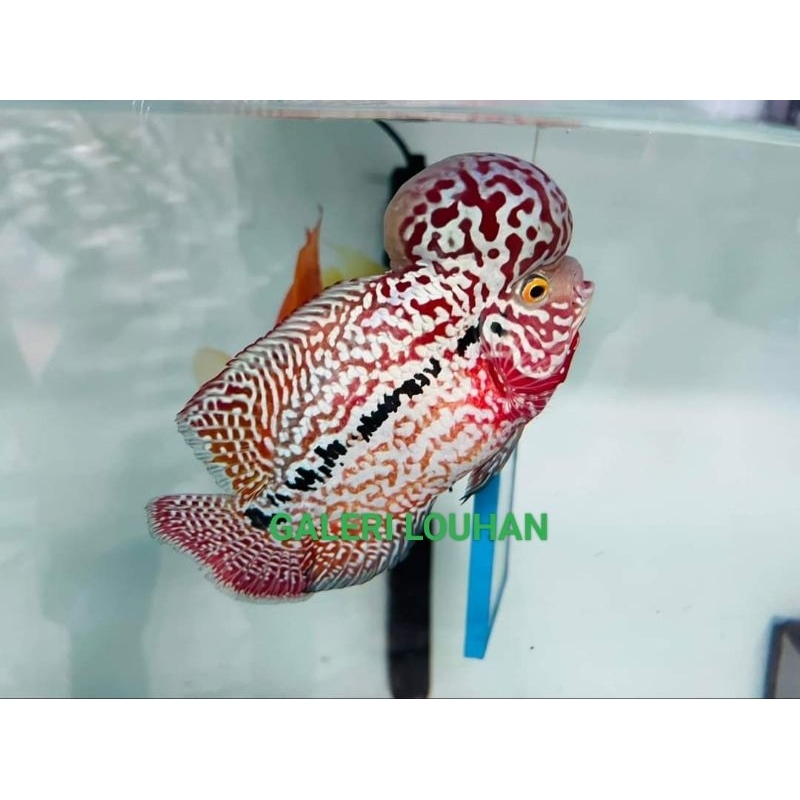 Burayak kamfaF2 TigerGen VIP by Boon BangPoo Thailand sz 3-4cm