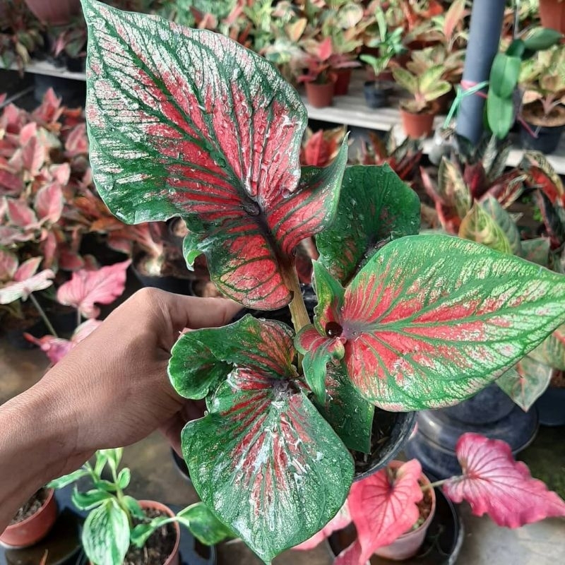 Tanaman Hias Caladium Red Ceria-Keladi Hias Red Ceria